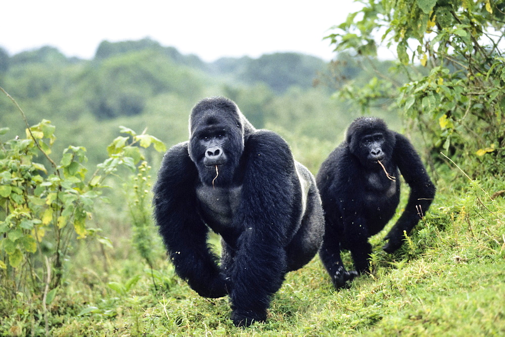 Western Lowland Gorilla (Gorilla gorilla gorilla), silver back and female, Virunga National Park, Congo, Africa