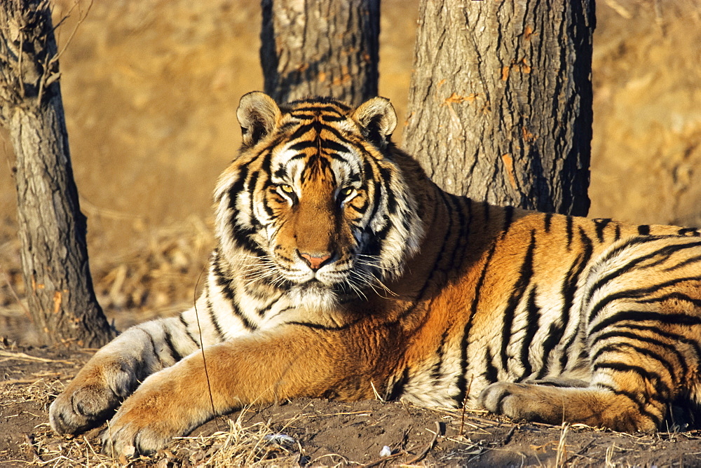 Siberian Tiger (Panthera tigris altaica), Siberia Tiger Park, Harbin, China, Asia