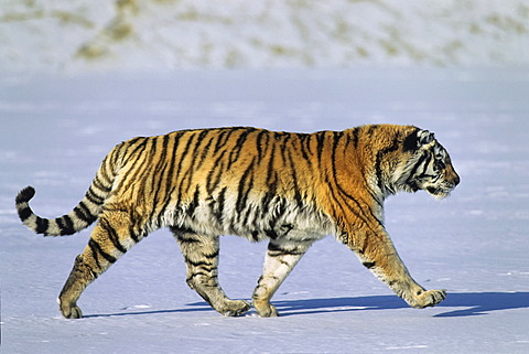 Siberian Tiger (Panthera tigris altaica), in the snow, Siberia Tiger Park, Harbin, China