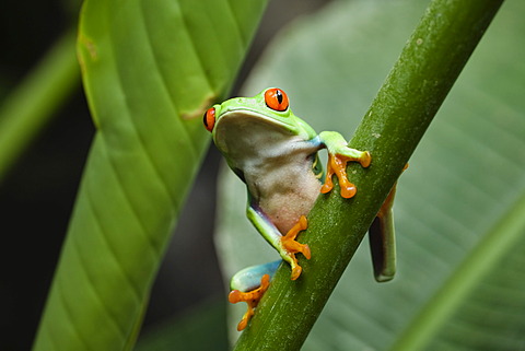 Red-eyed Treefrog (Agalychnis callidryas), rainforest, Costa Rica, Central America