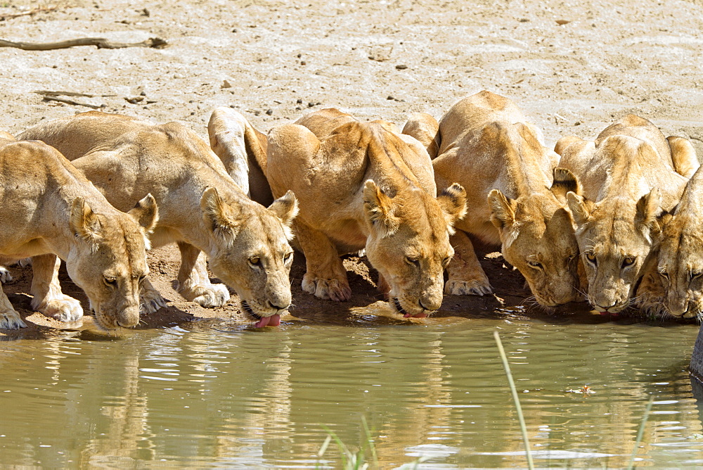 African Lions (Panthera leo) drinking at waterhole, females, Ruaha National Park, Tanzania, East Africa, Africa