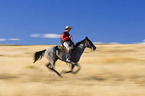 Cowboy gallopping, Oregon, USA