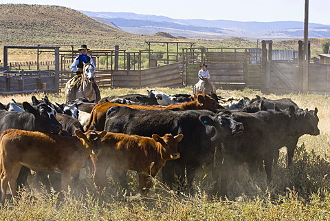 Cowgirl and cowboy with cattle, Oregon, USA