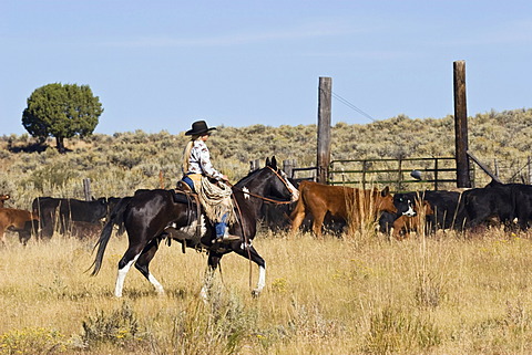 Cowgirl with cattle, Oregon, USA