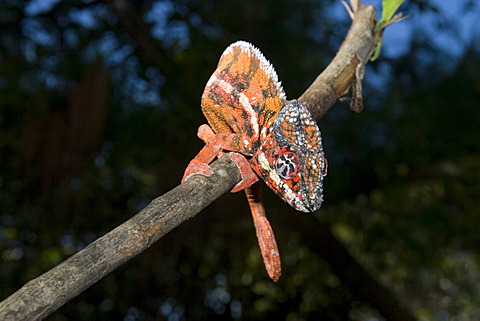 Male Short-horned Chameleon (Calumma brevicornis), Madagascar, Africa