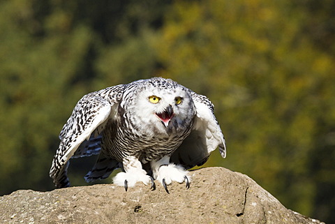 Young Snowy Owl (Bubo scandiacus, Nyctea scandiaca)