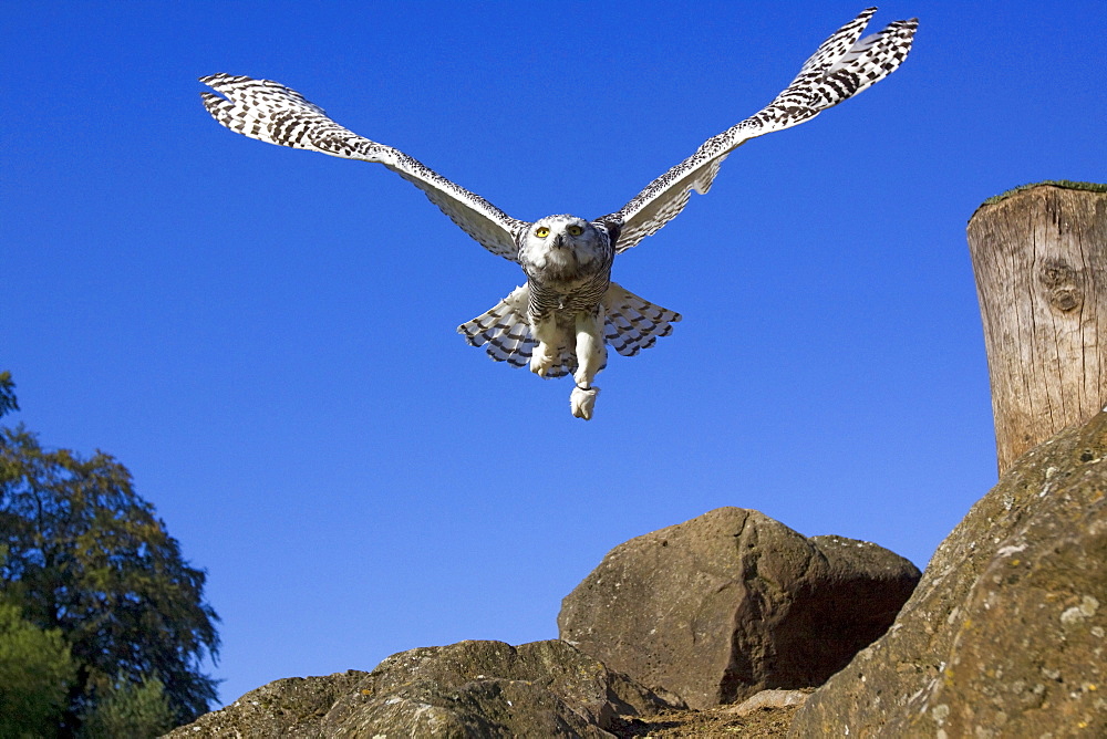 Young Snowy Owl (Bubo scandiacus, Nyctea scandiaca)