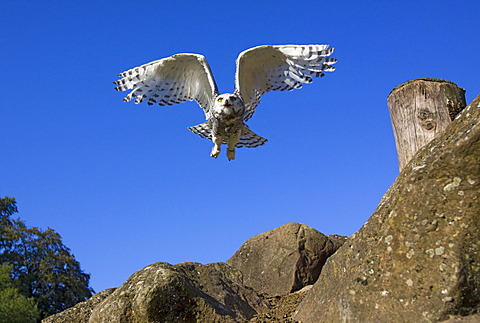 Young Snowy Owl (Bubo scandiacus, Nyctea scandiaca)