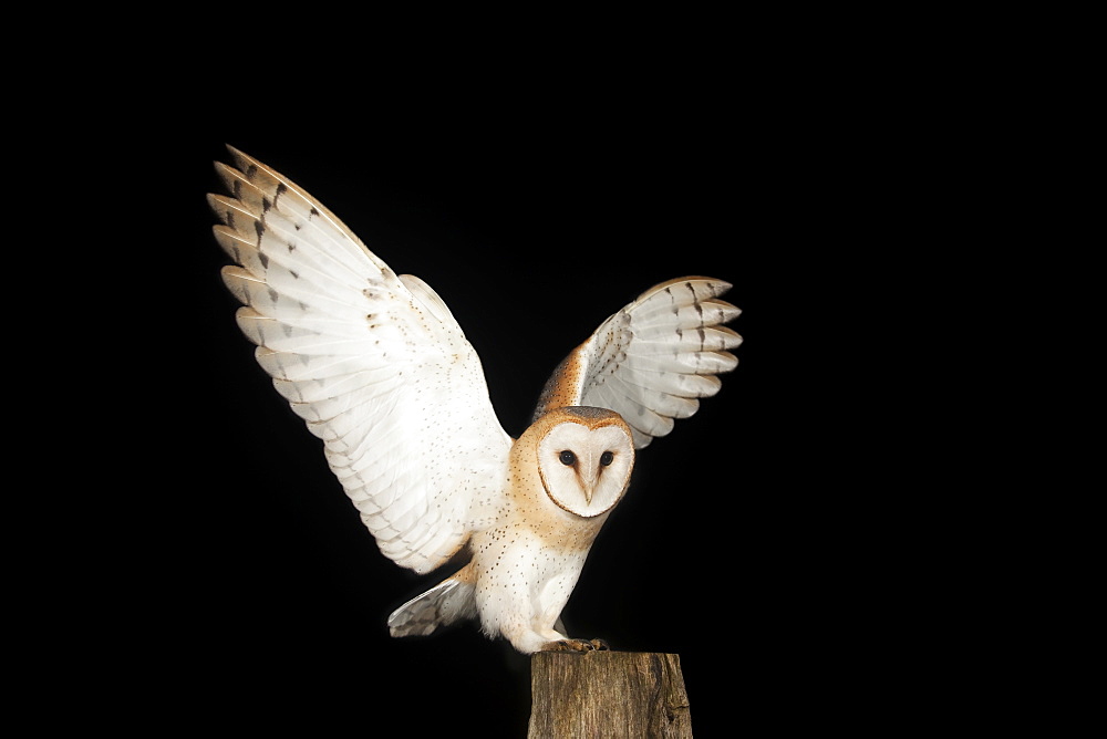 Barn Owl (Tyto alba) on a fence post, Volcanic Eifel, Rhineland-Palatinate, Germany, Europe