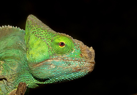 Parson's Chameleon (Calumma parsonii), Madagascar, Africa