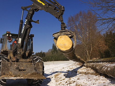 Logging, felled wood being processed into lumber, Freiamt, Black Forest, Baden-Wuerttemberg, Germany, Europe, PublicGround