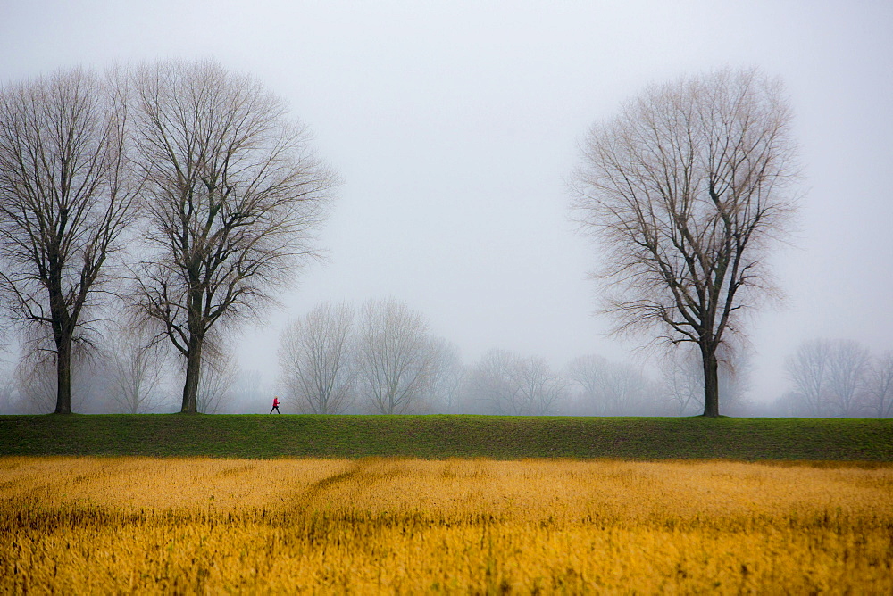 Woman walking, dreary winter weather, fog, bare trees, bei Stockum, DÃ‚Å¸sseldorf, North Rhine-Westphalia, Germany, Europe