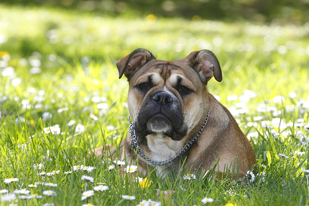 Continental Bulldog, bitch, 6 months, lies in a meadow with daisies, North Rhine-Westphalia, Germany, Europe