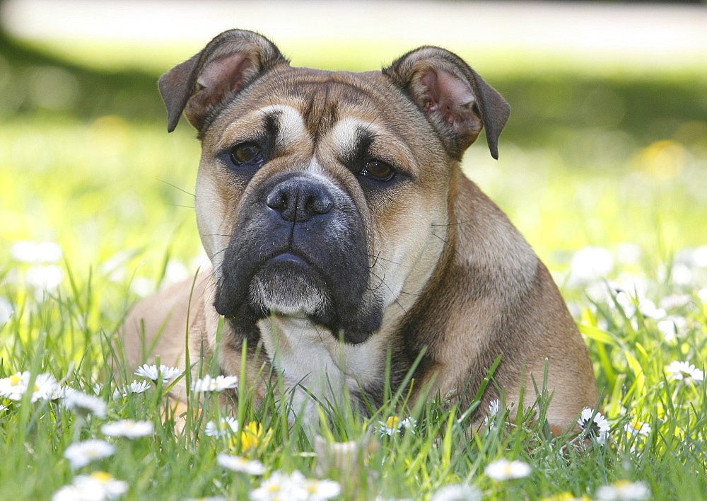 Continental Bulldog, bitch, 6 months, lies in a meadow with daisies, North Rhine-Westphalia, Germany, Europe