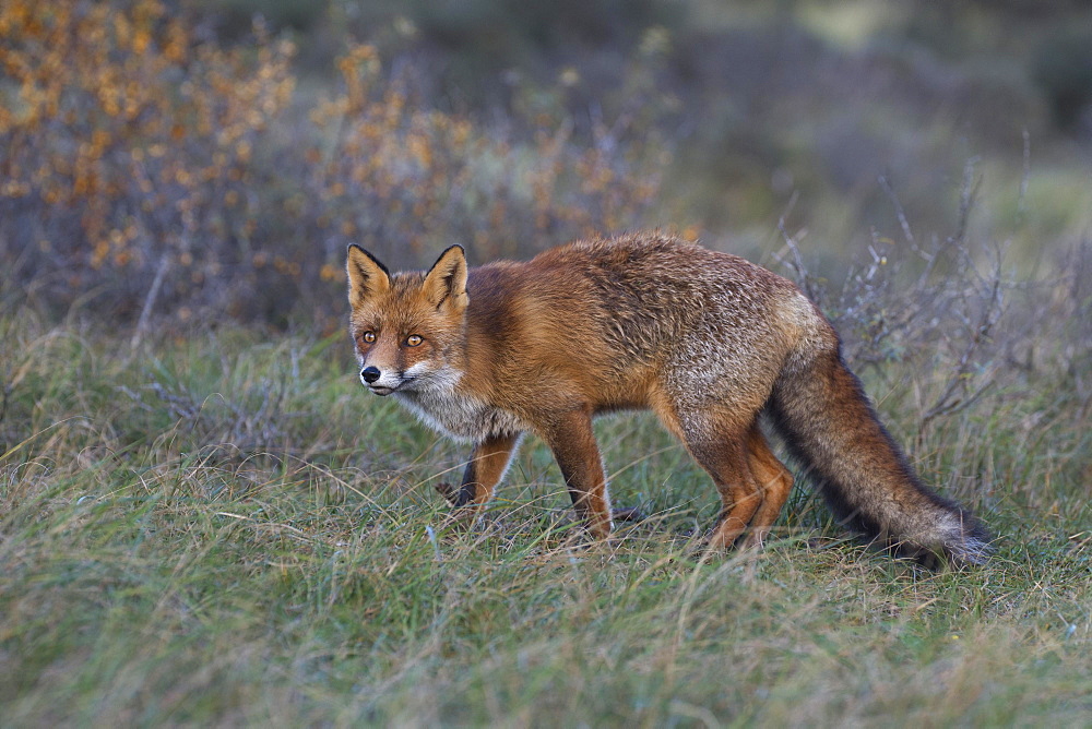 Red fox (Vulpes vulpes), on the stalk, Nordholland, Netherlands