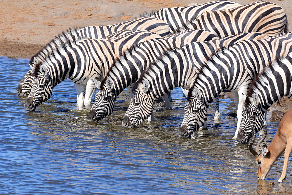 Herd of Burchell's zebras (Equus quagga burchellii) and Black-faced impala (Aepyceros melampus petersi), drinking at waterhole, Etosha National Park, Namibia, Africa