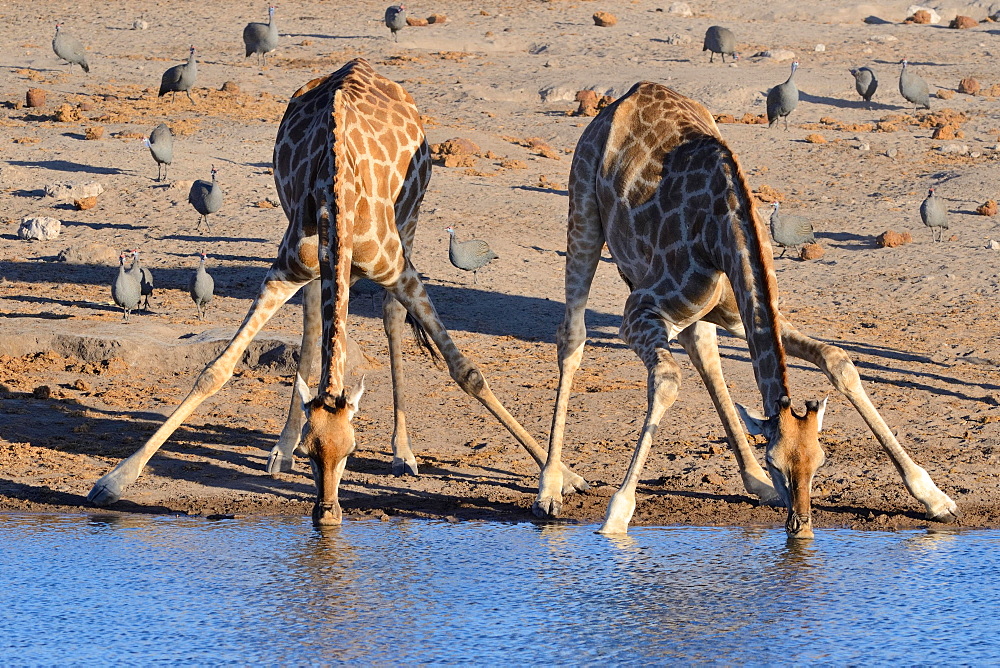 Angolan giraffes (Giraffa camelopardalis angolensis) drinking at waterhole, helmeted guineafowls (Numida meleagris) at back, Etosha National Park, Namibia, Africa