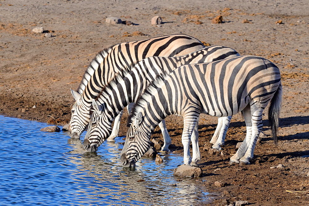 Burchell's zebras (Equus quagga burchellii), drinking at waterhole, Etosha National Park, Namibia, Africa