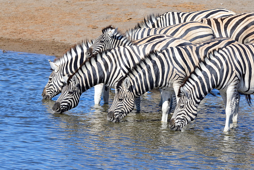 Herd of Burchell's zebras (Equus quagga burchellii) drinking at waterhole, Etosha National Park, Namibia, Africa