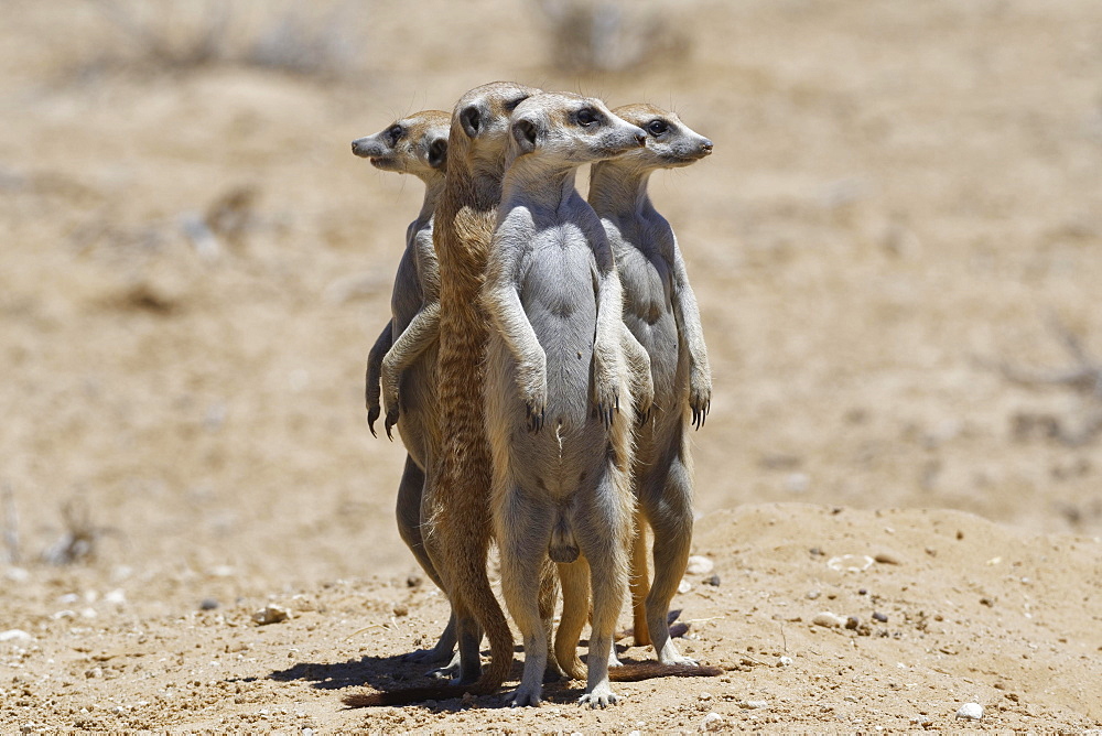 Standing meerkats (Suricatta suricata), on guard, Kgalagadi Transfrontier Park, Northern Cape, South Africa, Africa