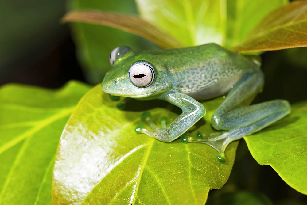 Elena's Madagascar rudder frog on one leaf, leaf frog (Boophis elenae), Andasibe National Park, Madagascar, Africa