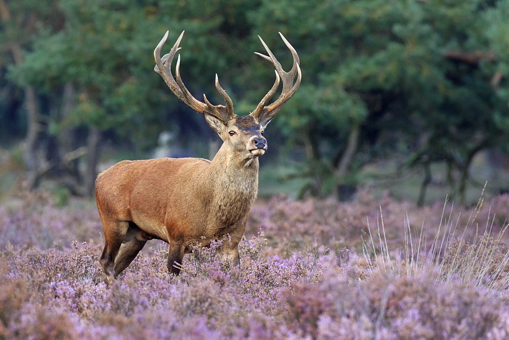 Red deer (Cervus elaphus) stands between Heathers (Calluna vulgaris) at the edge of the forest, National Park Hoge Veluwe, Gelderland, Netherlands