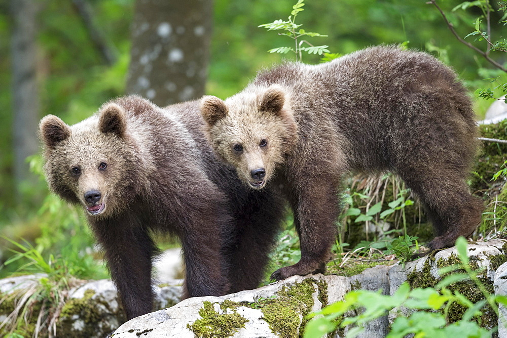 European brown bear (Ursus arctos arctos), two young siblings, Notranjska Region, Slovenia, Europe