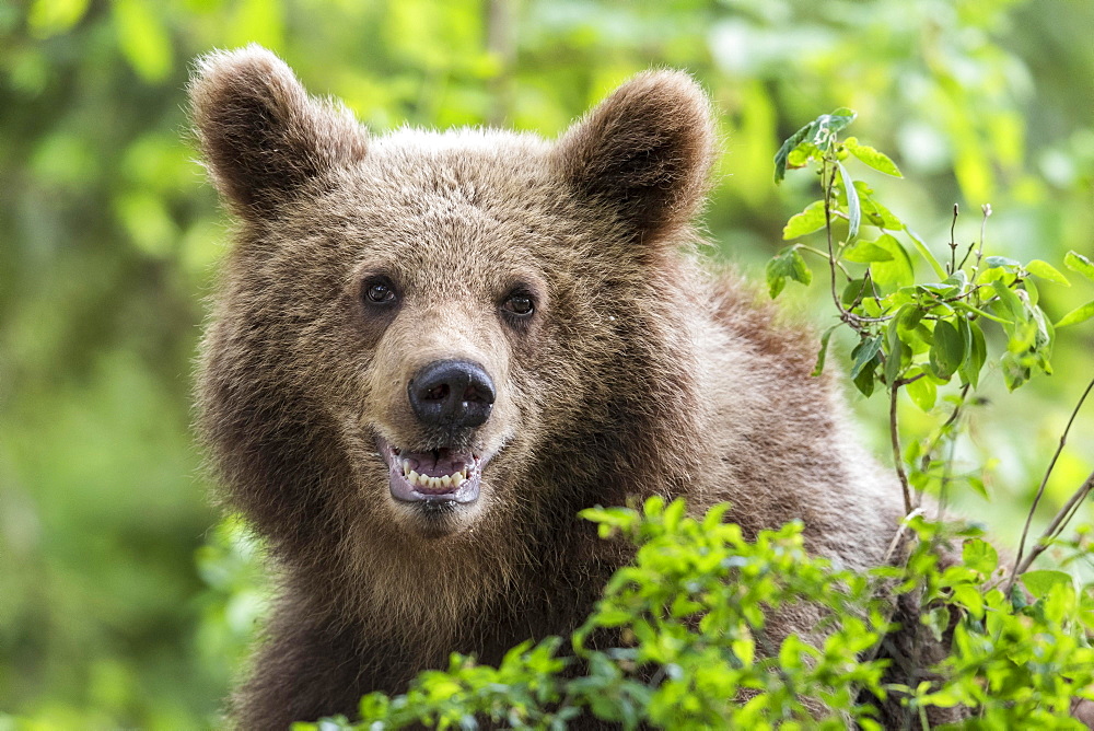 European brown bear (Ursus arctos arctos), animal portrait, Notranjska Region, Slovenia, Europe