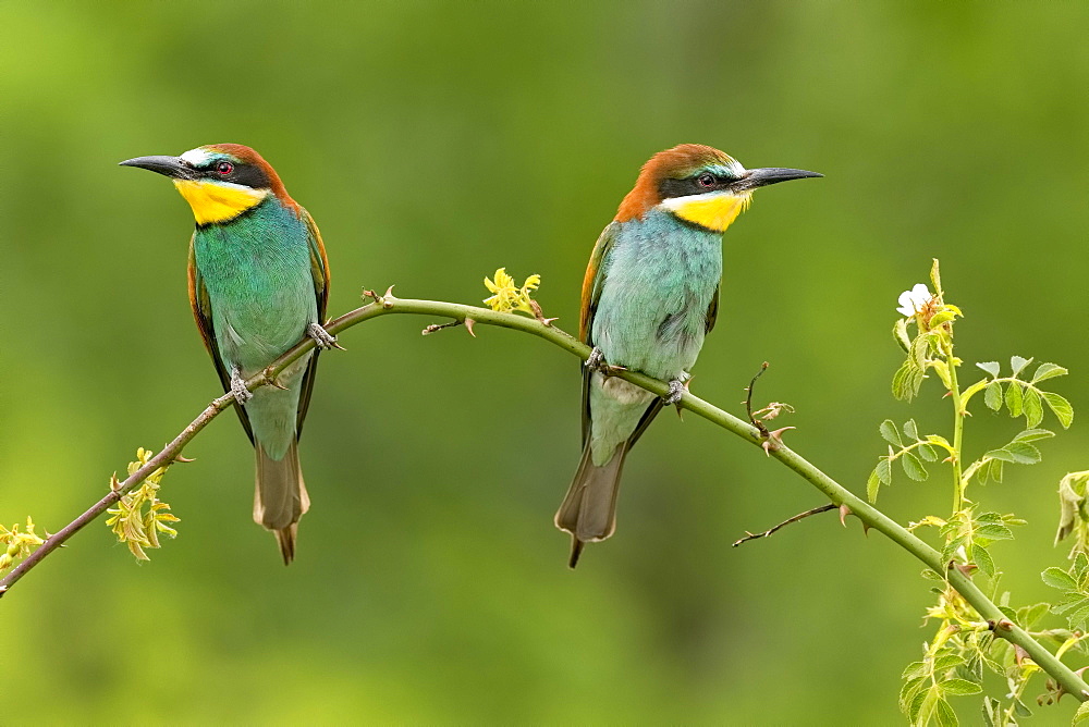 Bee-eater (Merops apiaster), couple sits on branch, Saxony-Anhalt, Germany, Europe