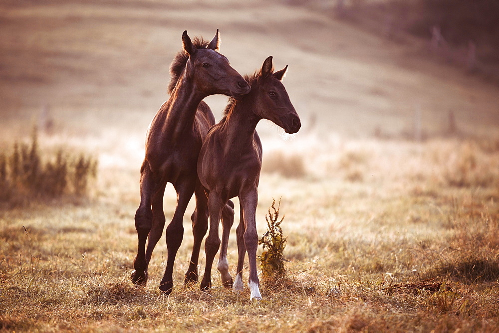 Two small brown foals in the morning fog on the pasture, Germany, Europe