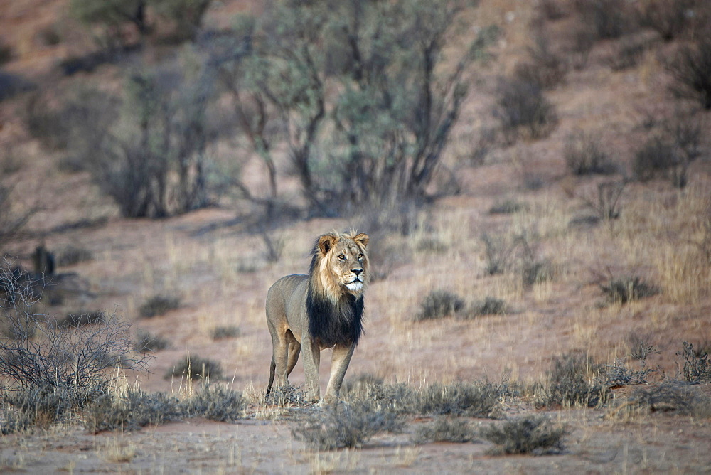 Lion (Panthera leo), male, Kgalagadi Transfrontier Park, Northern Cape, South Africa, Africa