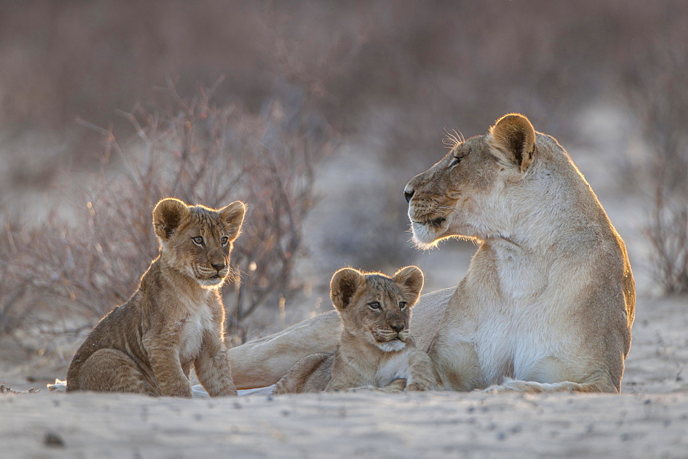 Lioness (Panthera leo) with two cubs, Kgalagadi Transfrontier Park, Northern Cape, South Africa, Africa