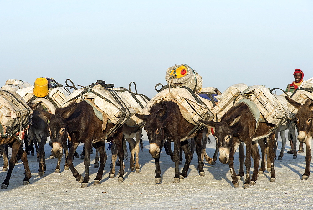 Donkeys transport salt blocks from the salt mines, Assale Salt Lake, Lake Assale, Danakil Valley, Afar Region, Ethiopia, Africa