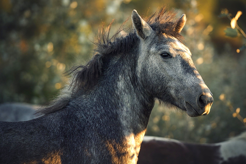 Camargue horse (Equus), animal portrait, Foal, France, Europe