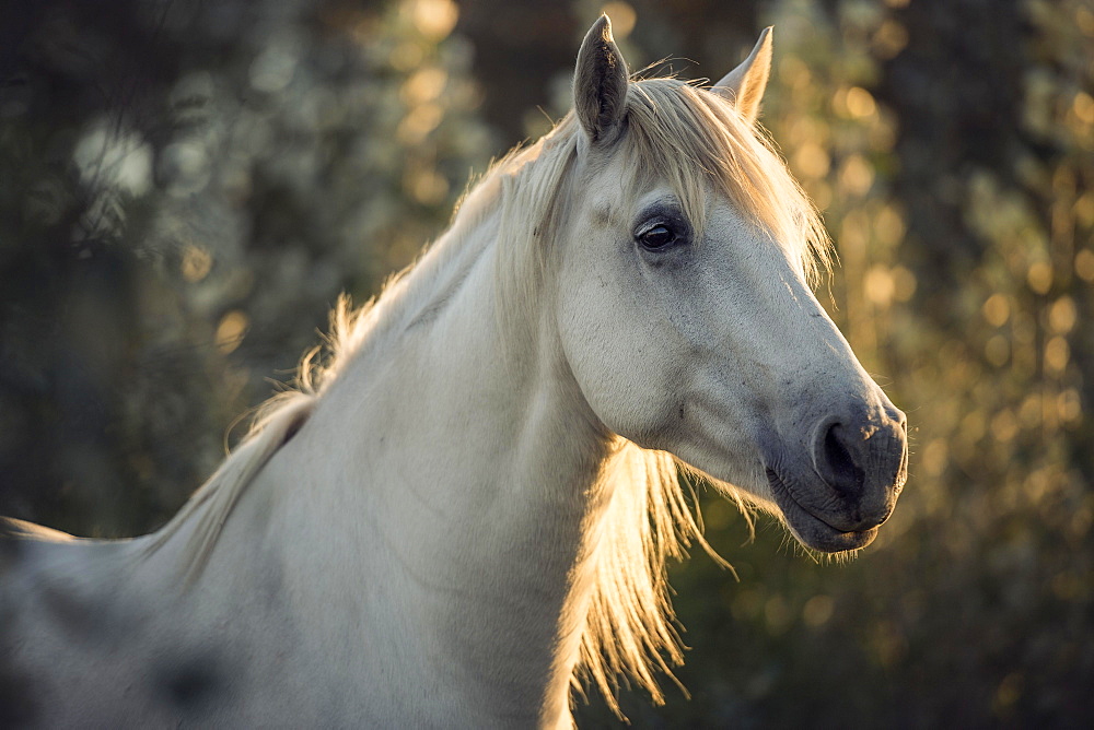 Camargue horse (Equus), animal portrait, Mare, France, Europe