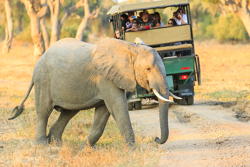 African Elephant (Loxodonta africana) in front of a safari car, South Luangwa National Park, Zambia, Africa