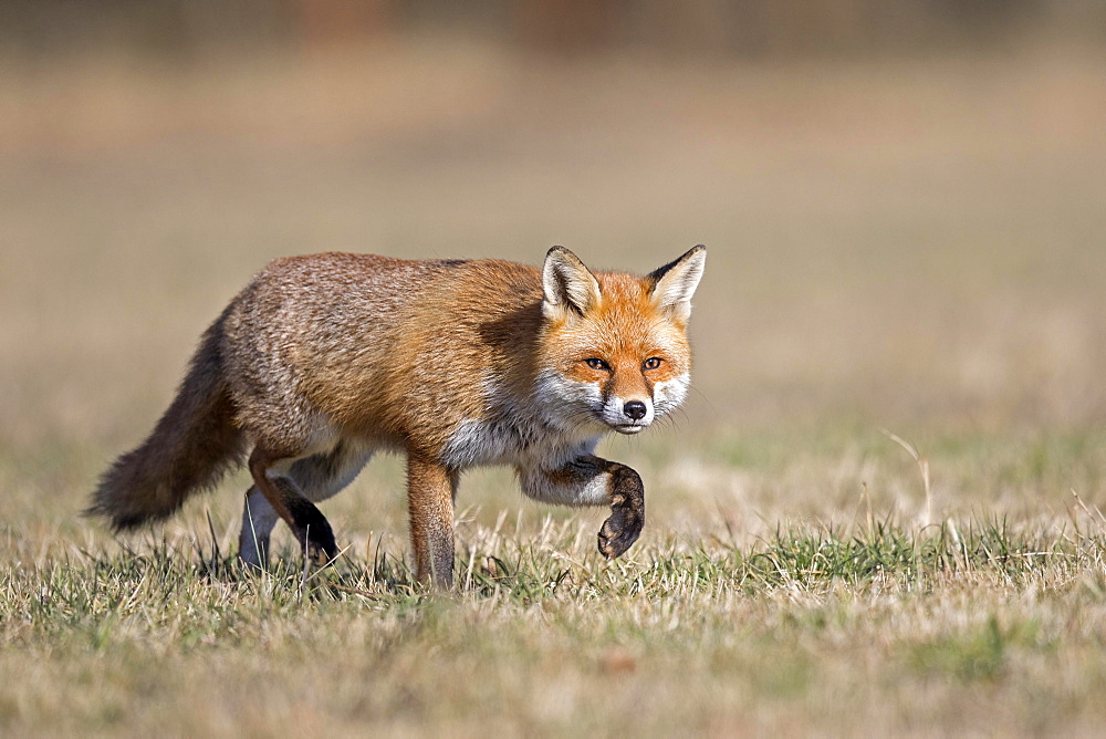 Red fox (Vulpes vulpes) with winter fur, running, Biosphere Reserve Mittelelbe, Saxony-Anhalt, Germany, Europe