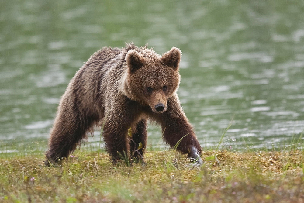 Brown bear (Ursus arctos) by water, Kainuu, Karelia, Finland, Europe