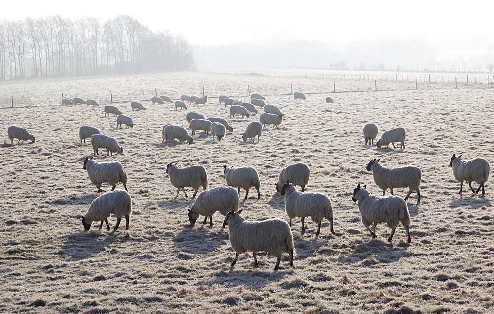 Sheep herd grazing at frosty neolithic Windmill Hill, near Avebury, Wiltshire, England, UK