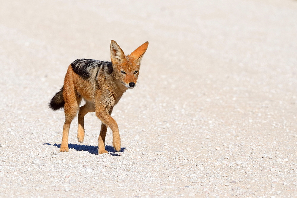 Black-backed Jackal (Canis mesomelas) walking on a gravel road, Kgalagadi Transfrontier Park, Northern Cape, South Africa, Africa