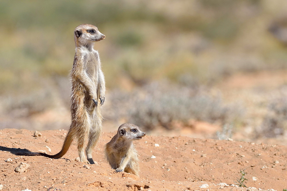 Meerkats (Suricata suricatta), adult male upstanding, attentive, with a pup, at the burrow entrance, Kgalagadi Transfrontier Park, Northern Cape, South Africa, Africa