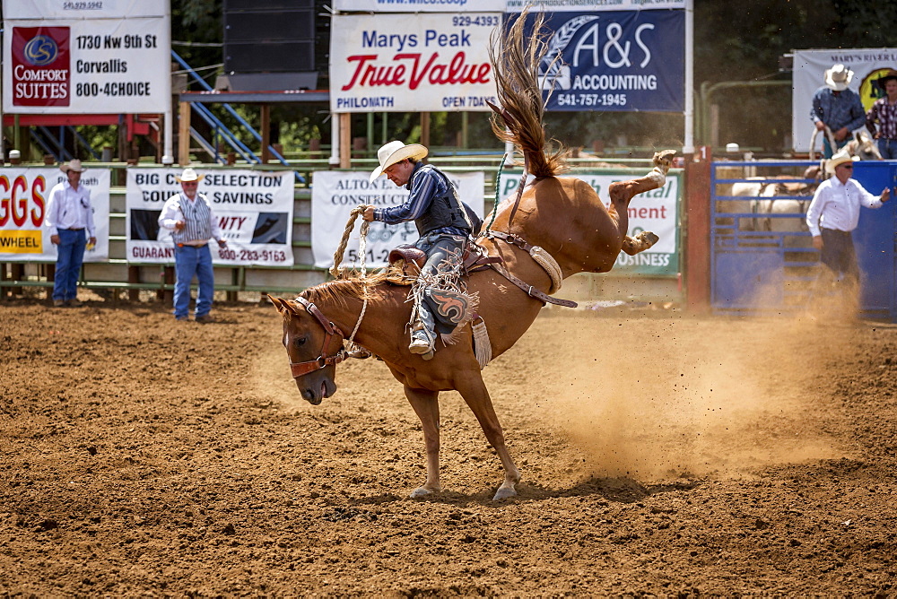 Saddle bronc riding, competition, Philomath Rodeo, Philomath, Oregon, USA, North America