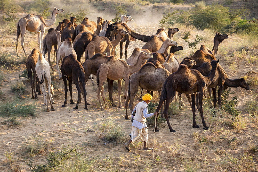 Camels on way to Pushkar Mela, camel and cattle market, Pushkar, Rajasthan, India, Asia