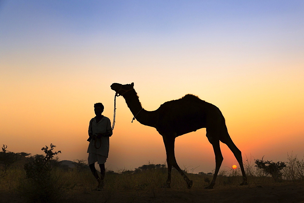 Silhouette of a man holding the reins of his camel at sunset, Pushkar Camel Fair, Pushkar, Rajasthan, India, Asia