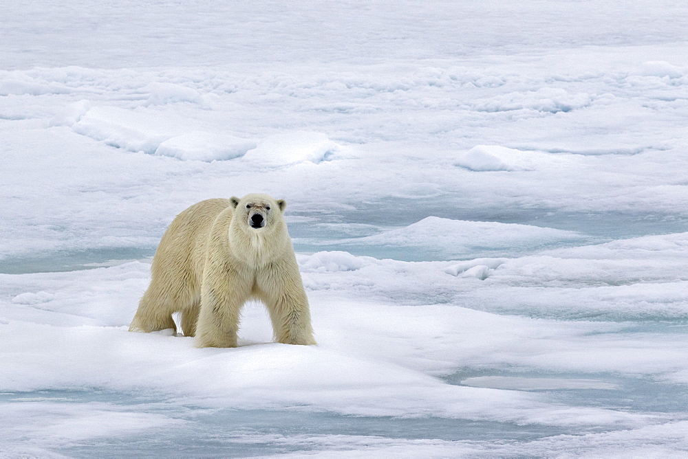 Polar bear (Ursus maritimus) walking across pack ice, Spitsbergen, Norway, Europe