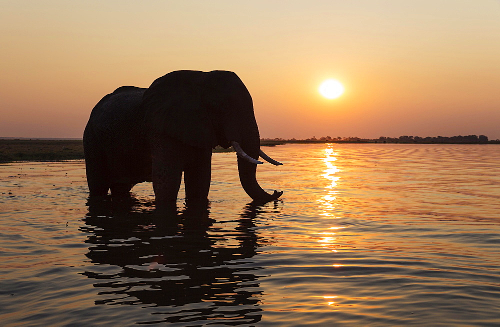 African Elephant (Loxodonta africana), bull at sunset in the Chobe River, Chobe National Park, Botswana, Africa