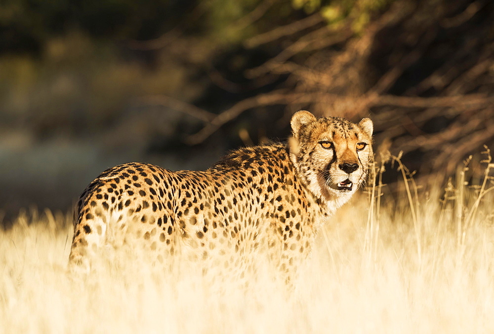 Cheetah (Acinonyx jubatus), male, standing in high grass, captive, Namibia, Africa