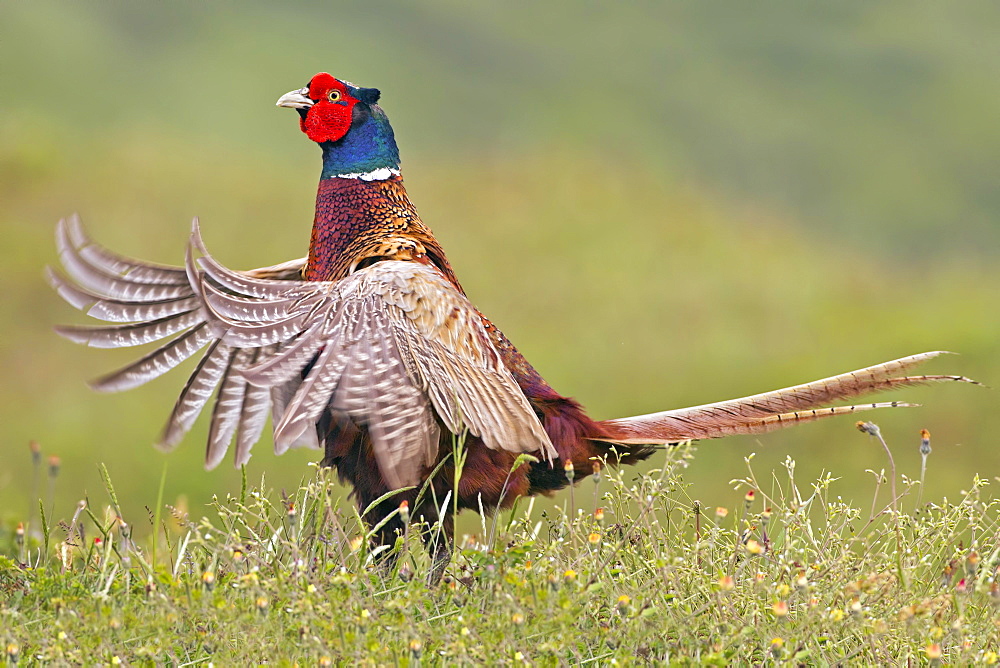 Pheasant (Phasianus colchicus) courtship, territory, male, Texel, The Netherlands, Europe