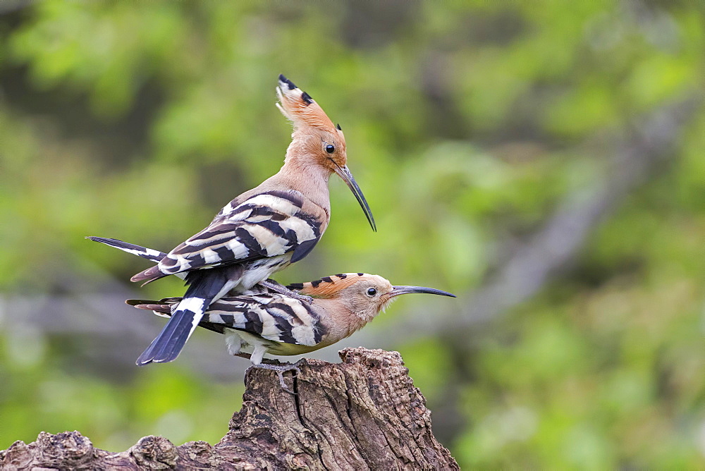 Hoopoe (Upupa epops) pair mating, Tuscany, Italy, Europe