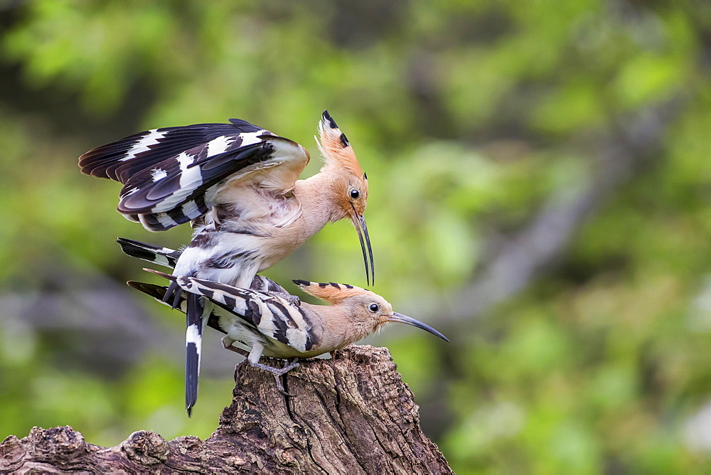 Hoopoe (Upupa epops) pair mating, Tuscany, Italy, Europe